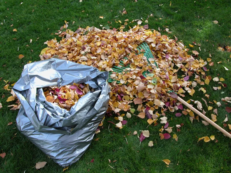 Yard cleanup and leaf removal in Elizabeth Colorado